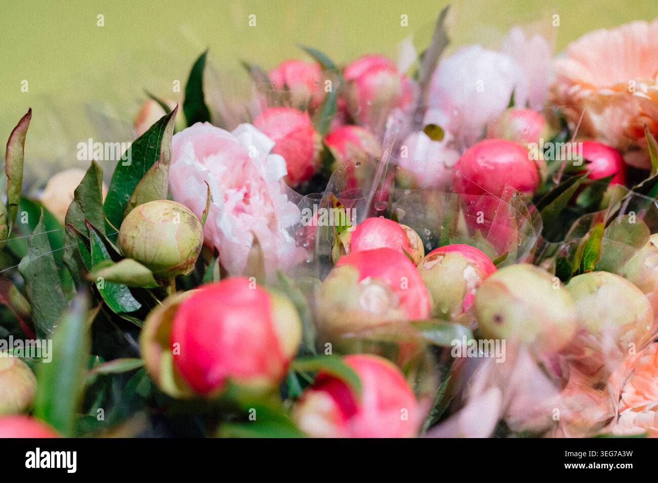 Peonie rosa fresche avvolte in pellicola trasparente presso il negozio di fiori. Romantico bouquet floreale con colori tenui e bellezza naturale. Primo piano della peonia in fiore Foto Stock