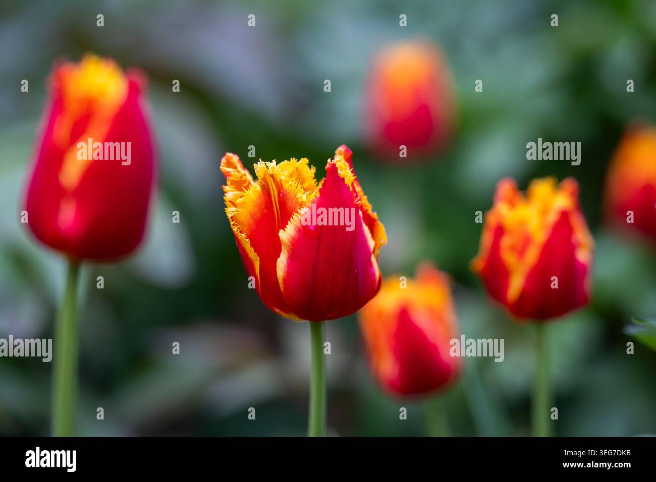 I tulipani Tulipa «Davenport» con frange rosse e gialle che fioriscono in un giardino primaverile con un morbido bokeh e un suggestivo contrasto cromatico. Foto Stock