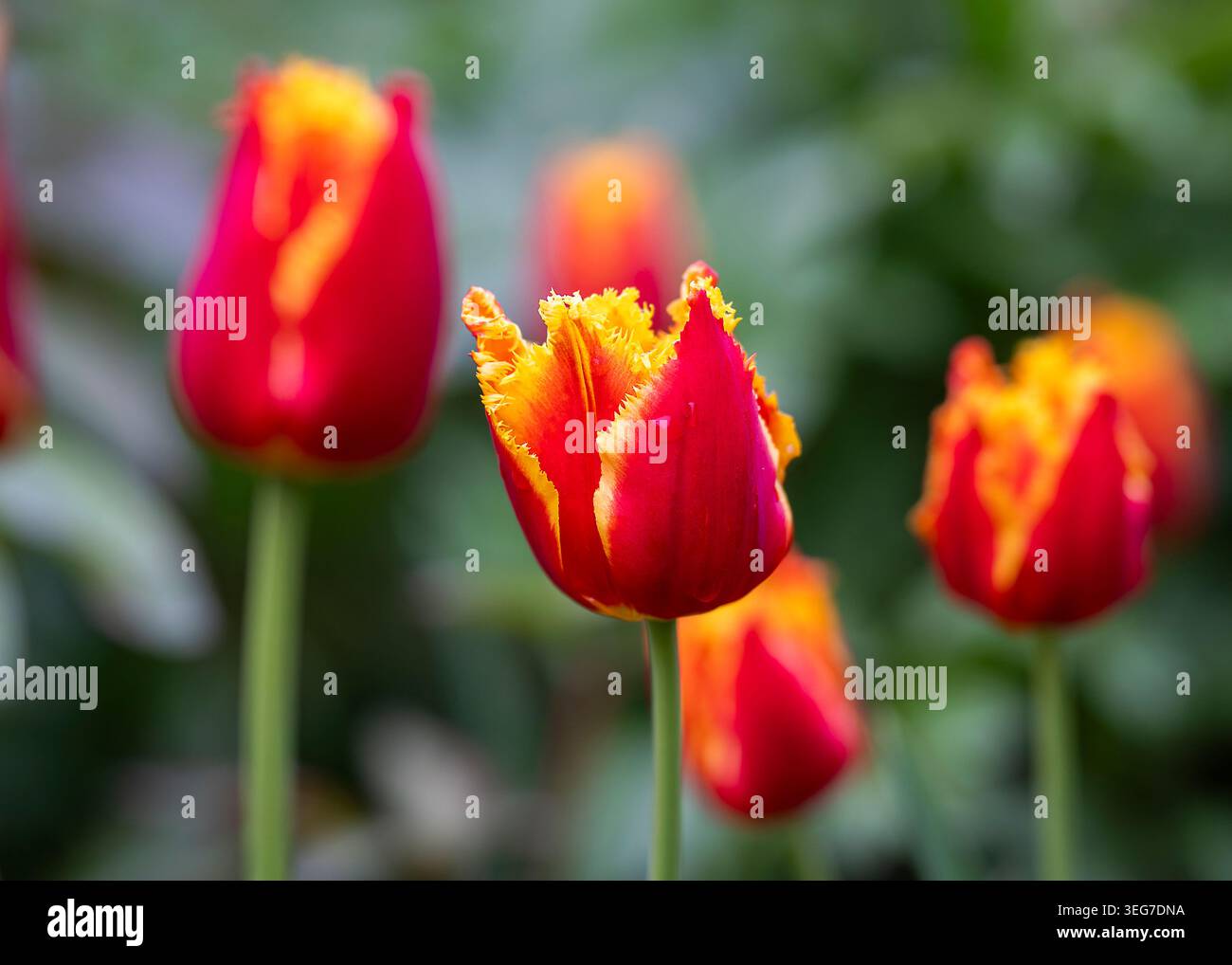 I tulipani Tulipa «Davenport» con frange rosse e gialle che fioriscono in un giardino primaverile con un morbido bokeh e un suggestivo contrasto cromatico. Foto Stock