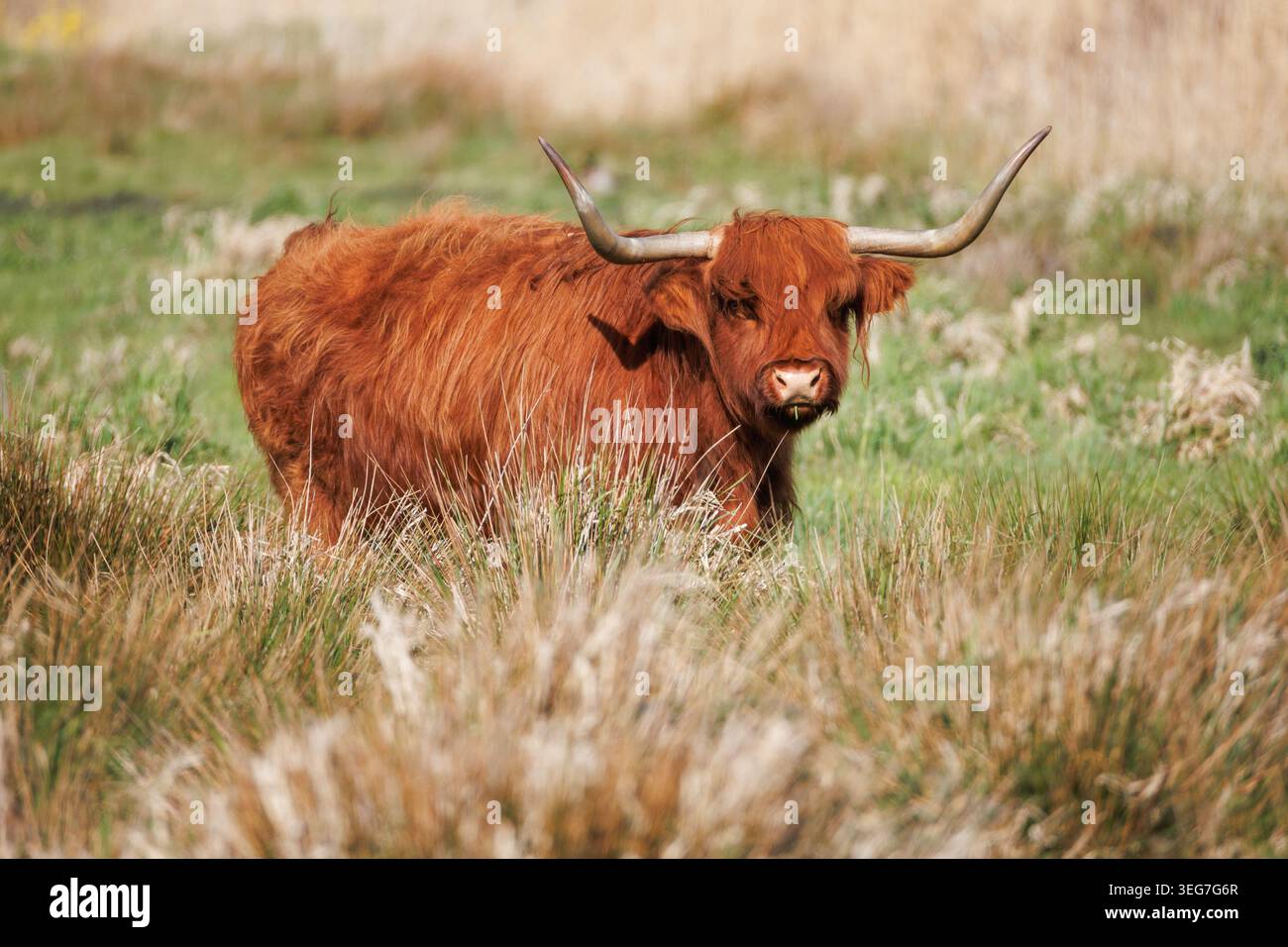 Vacca scozzese delle Highland con un mantello di zenzero e ampie corna che pascolano in un prato selvaggio, guardando direttamente la macchina fotografica Foto Stock