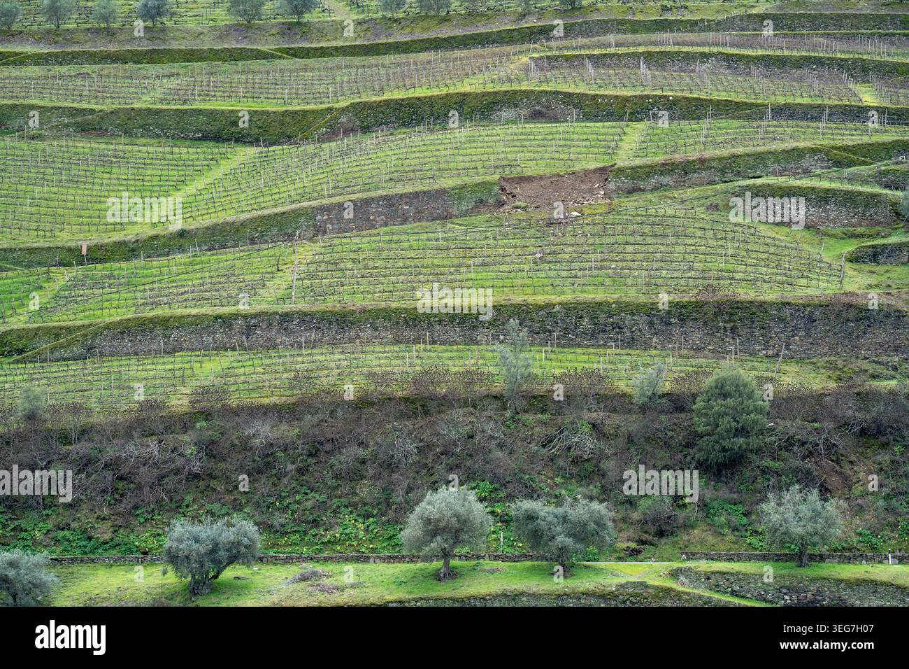I lussureggianti vigneti terrazzati si estendono attraverso i pendii collinari con terrazze in pietra e ulivi sparsi, mostrando i tradizionali motivi agricoli e il qu Foto Stock