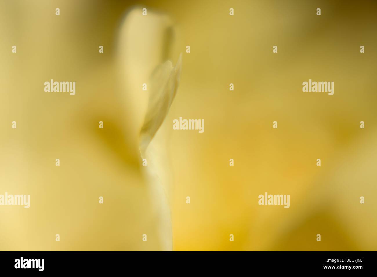 Una fotografia minimalista verticale di un singolo petalo di fiore giallo. La messa a fuoco morbida e la luce naturale brillante sottolineano la superficie liscia e la delicatezza del li Foto Stock
