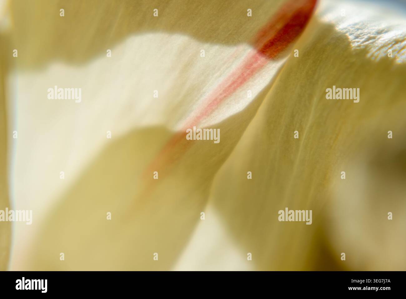 Una macro fotografia orizzontale di un petalo di fiori giallo cremoso caratterizzato da una caratteristica vena o striatura rossa. L'immagine utilizza una profondità di campo ridotta e. Foto Stock