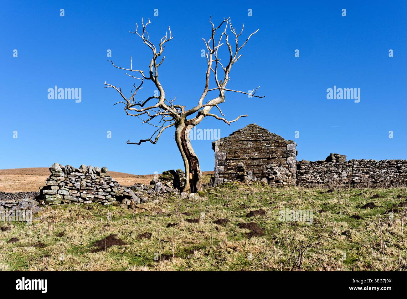 Un albero appassito e i resti dell'ex fattoria di High Dyke, vicino a Garsdale, un tempo una locanda di bestiame, Yorkshire Dales National Park, Regno Unito Foto Stock