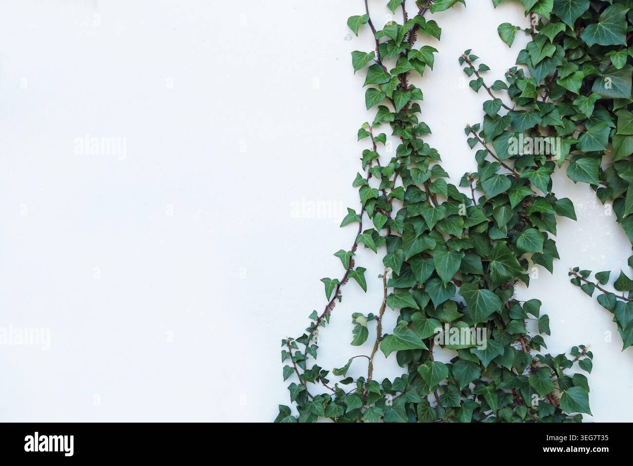 Pianta di vite arrampicata edera con foglie verdi su sfondo bianco della parete. Foto Stock