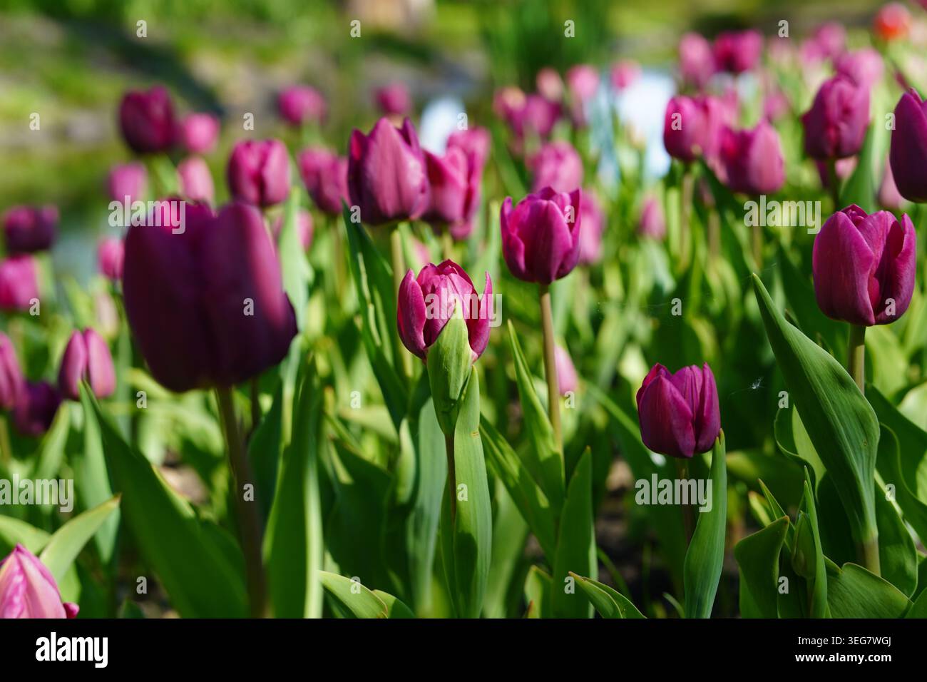 Mostra di tulipani multivarietà lungo il percorso del parco con fiori di Bordeaux e viola Foto Stock