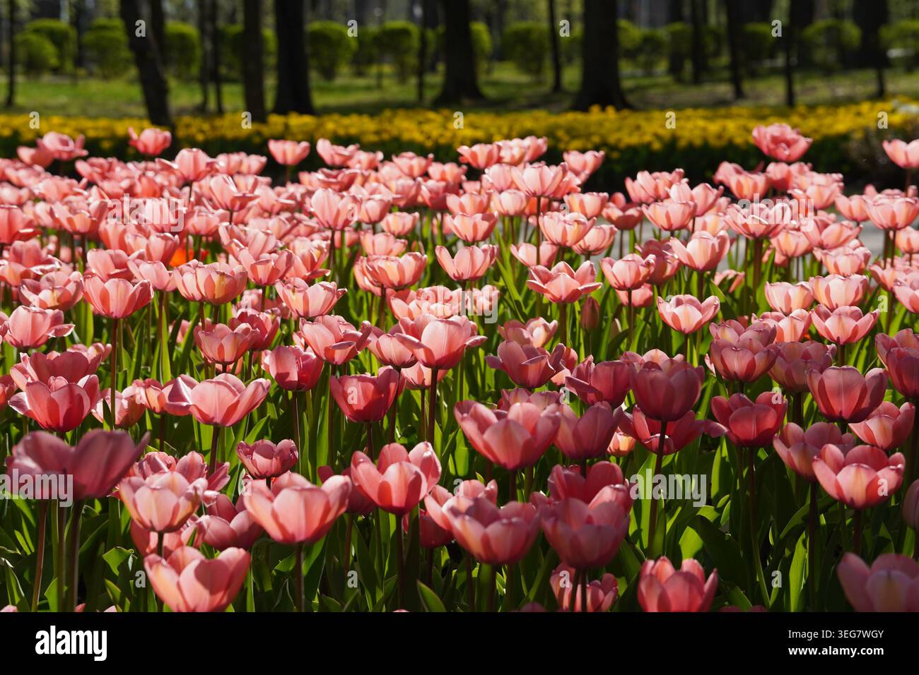 Tulipani viola che fioriscono alla luce del sole con uno sfondo morbido e naturale in primo piano Foto Stock
