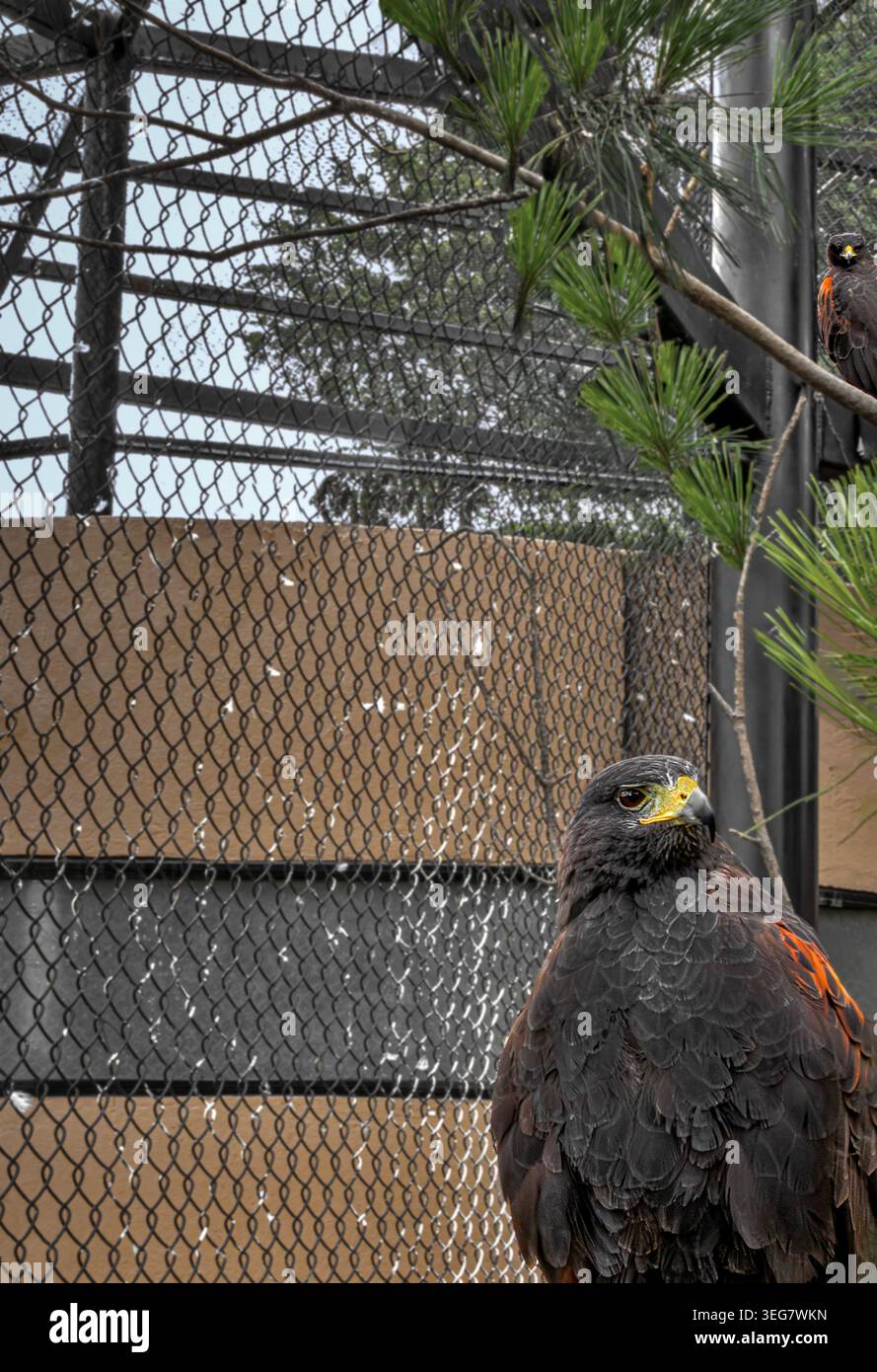 Due predatori che guardano da dietro l'altro, guardando cosa sta accadendo con interesse Foto Stock