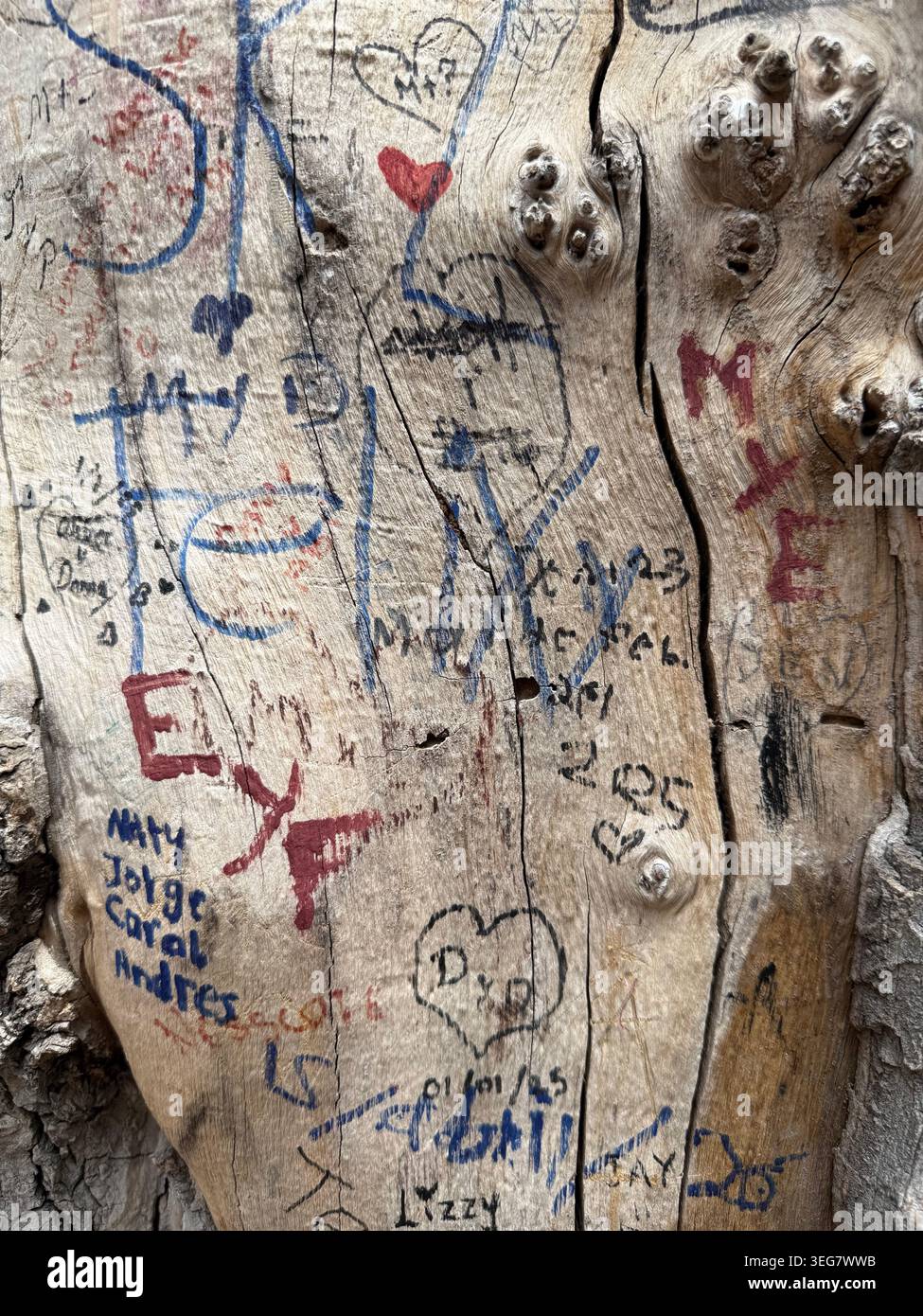 Primo piano di un vecchio tronco di albero ricoperto da molti graffiti scolpiti e disegnati e simboli del cuore che rappresentano nomi e amore Foto Stock