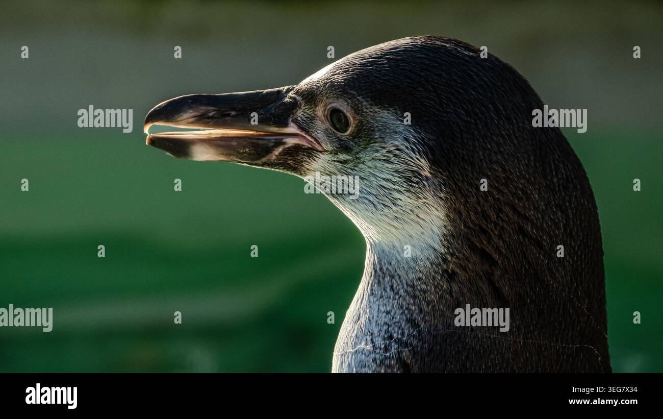 I pinguini di Humboldt sono molto popolari negli zoo europei. La luce era dietro questa e ha mostrato il suo becco in modo splendido. Foto Stock