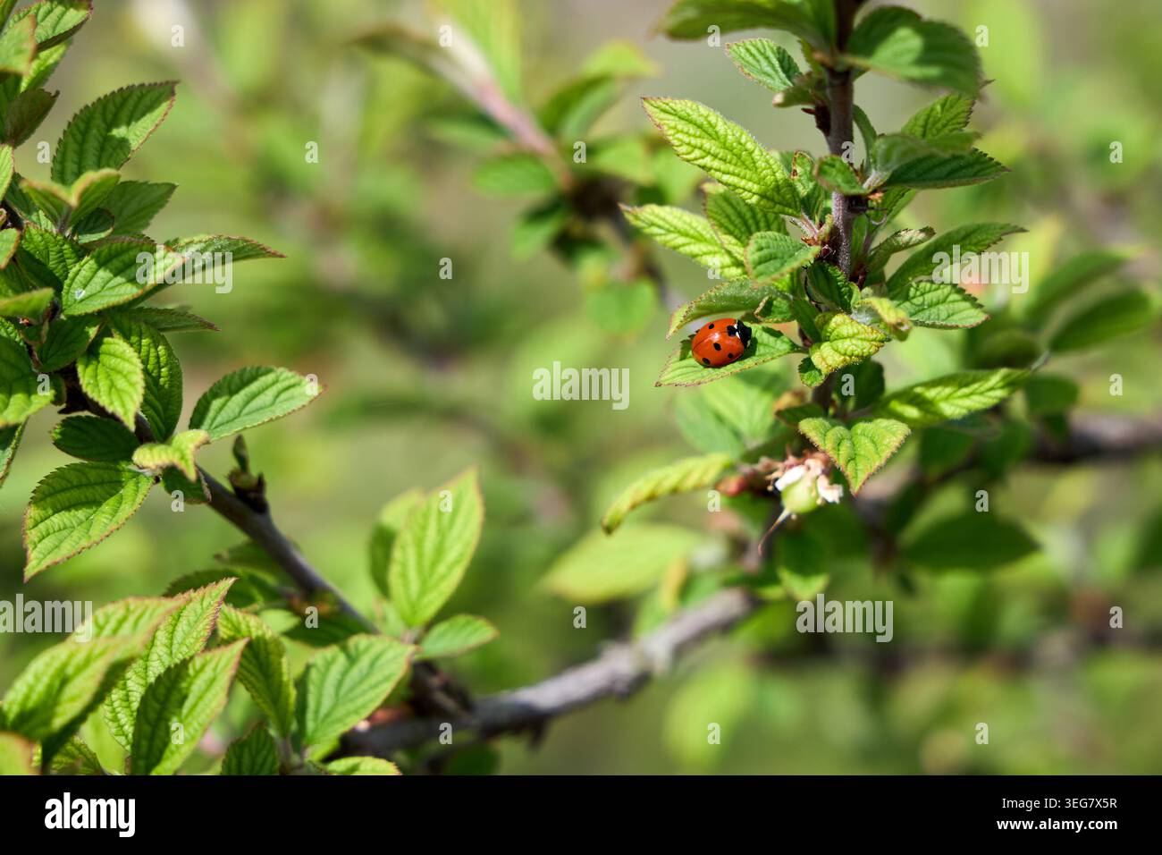 La vivace coccinella maculata poggia su foglie verdi seghettate di ciliegio Prunus tomentosa Nanchino Foto Stock