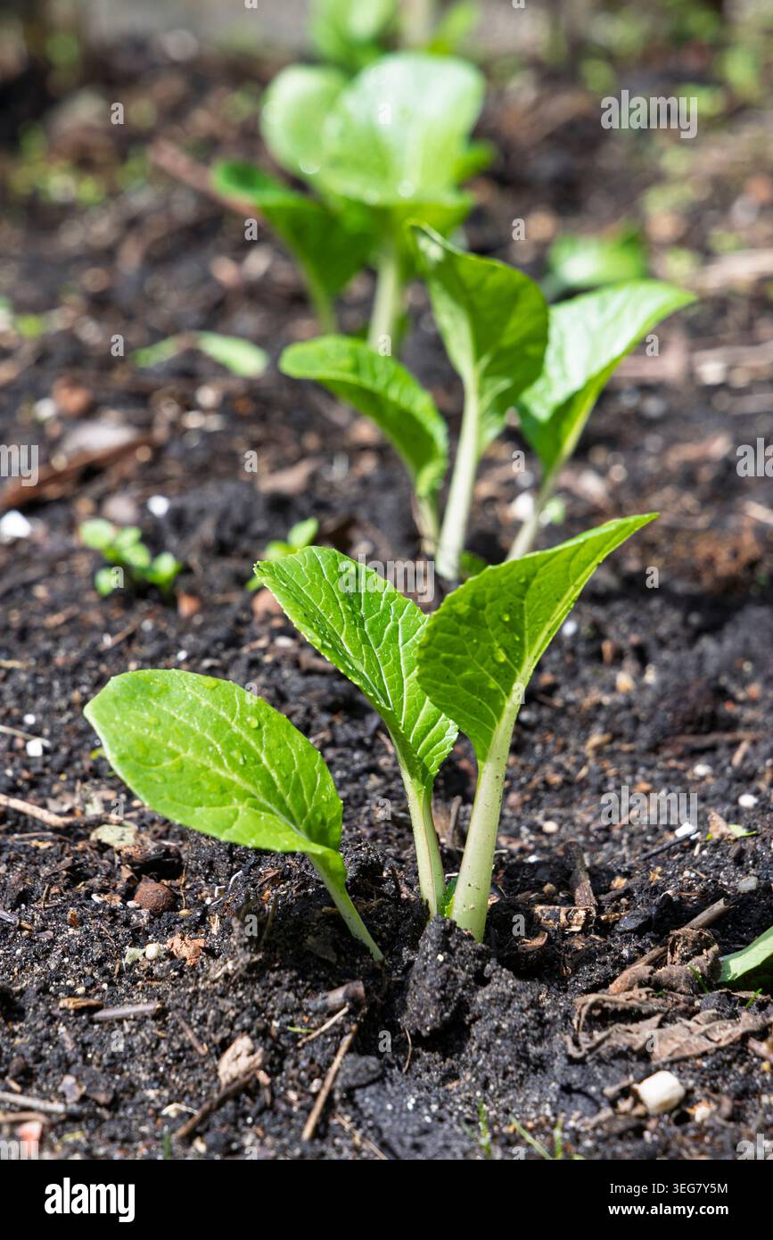 Le giovani piantine verdi di pak choi attraversano il ricco terreno scuro del giardino in filari ordinati, mostrando foglie fresche e una crescita vegetale precoce pronta per essere curata, Foto Stock