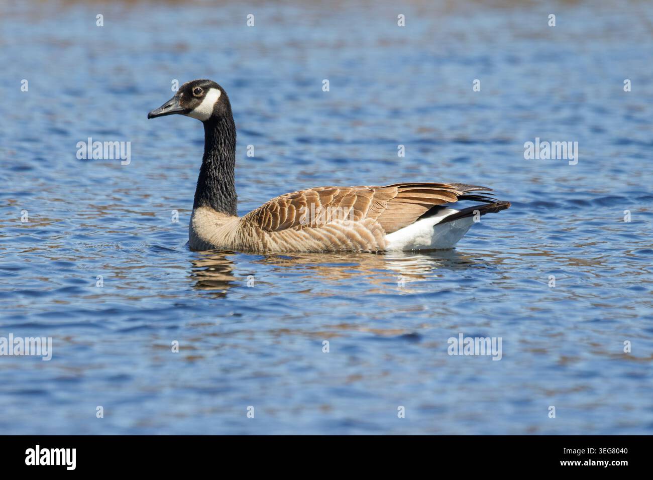 Un'oca canadese che nuota su un lago. Quebec, Canada Foto Stock