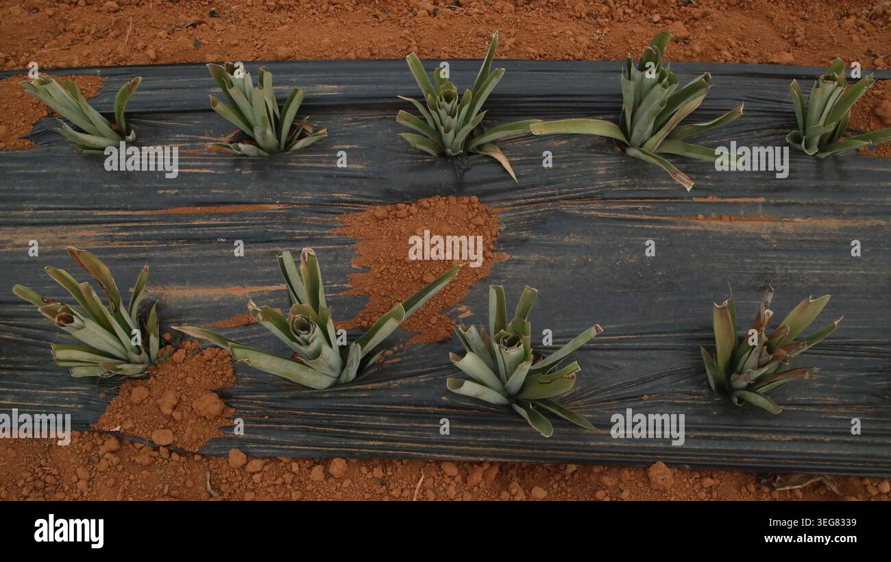 piantine di ananas giovani piantate in file su vivaio agricolo di pacciame di plastica nera su terreno rosso Foto Stock