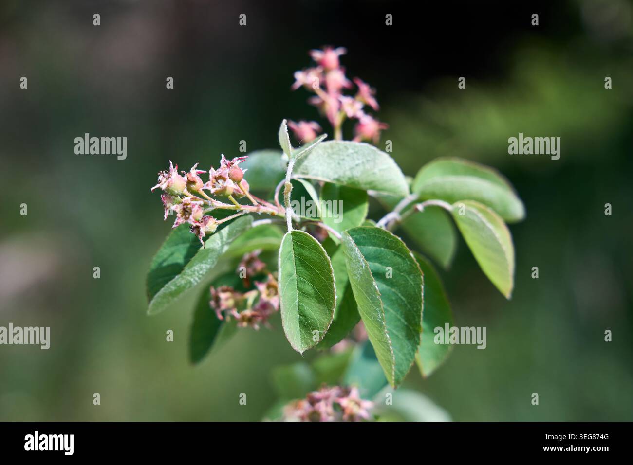 Il ramo ovale di Serviceberry o Amelanchier mostra foglie ovali verdi con lati inferiori dai capelli bianchi accanto a gruppi in via di sviluppo di fiori a forma di stella AN Foto Stock