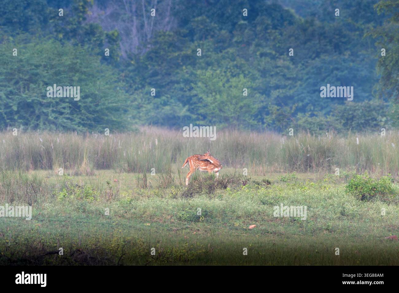 Branco indiano di cervi maculati o Chital o dell'asse a Umred Karhandla, Maharashtra Foto Stock