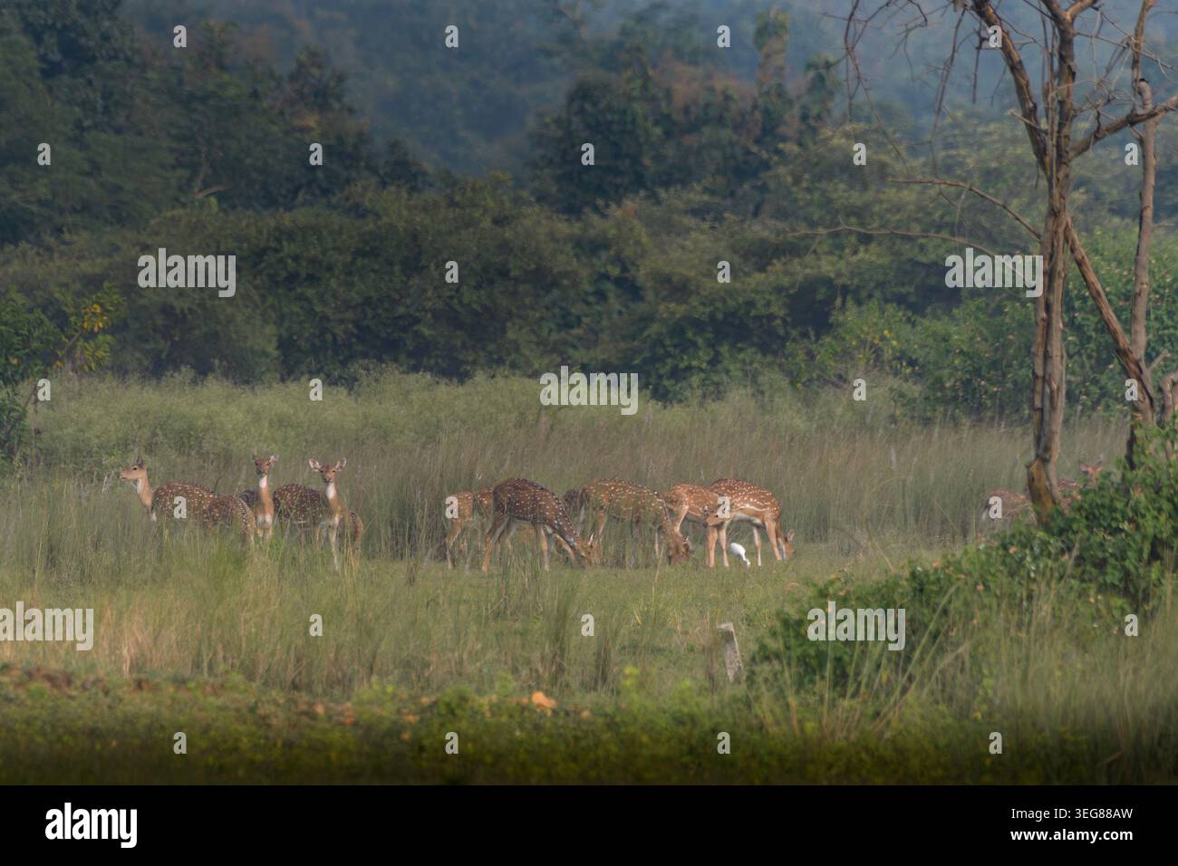 Branco indiano di cervi maculati o Chital o dell'asse a Umred Karhandla, Maharashtra Foto Stock
