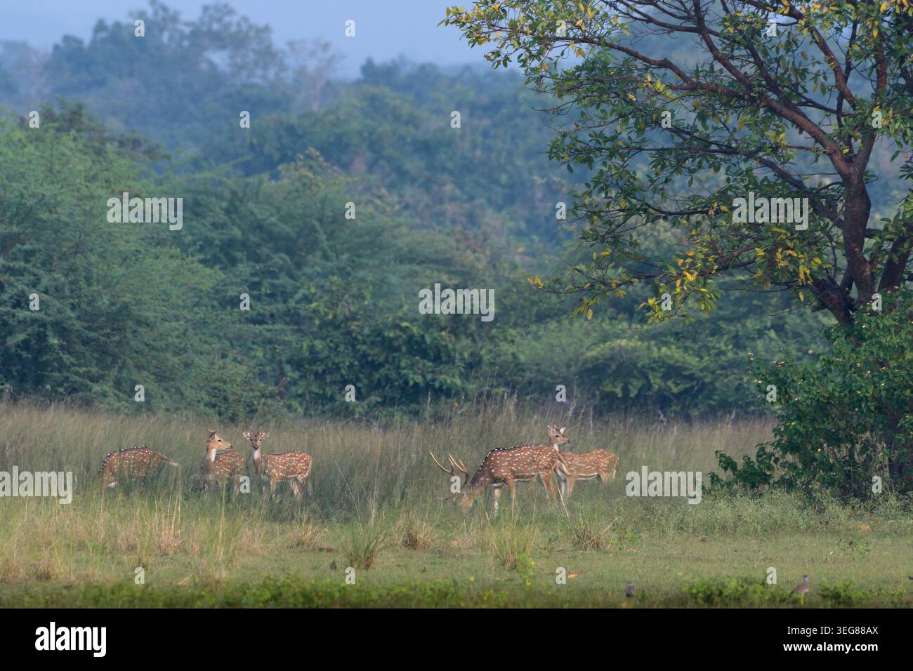 Branco indiano di cervi maculati o Chital o dell'asse a Umred Karhandla, Maharashtra Foto Stock