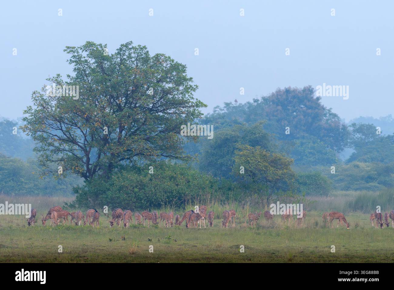 Branco indiano di cervi maculati o Chital o dell'asse a Umred Karhandla, Maharashtra Foto Stock