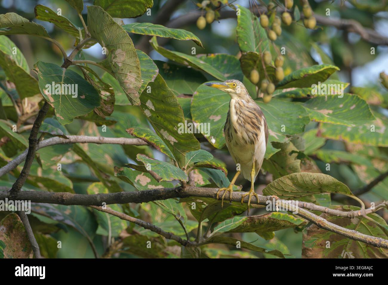Indian Pond Heron arroccato sul ramo degli alberi a Umred, Maharashtra, India Foto Stock