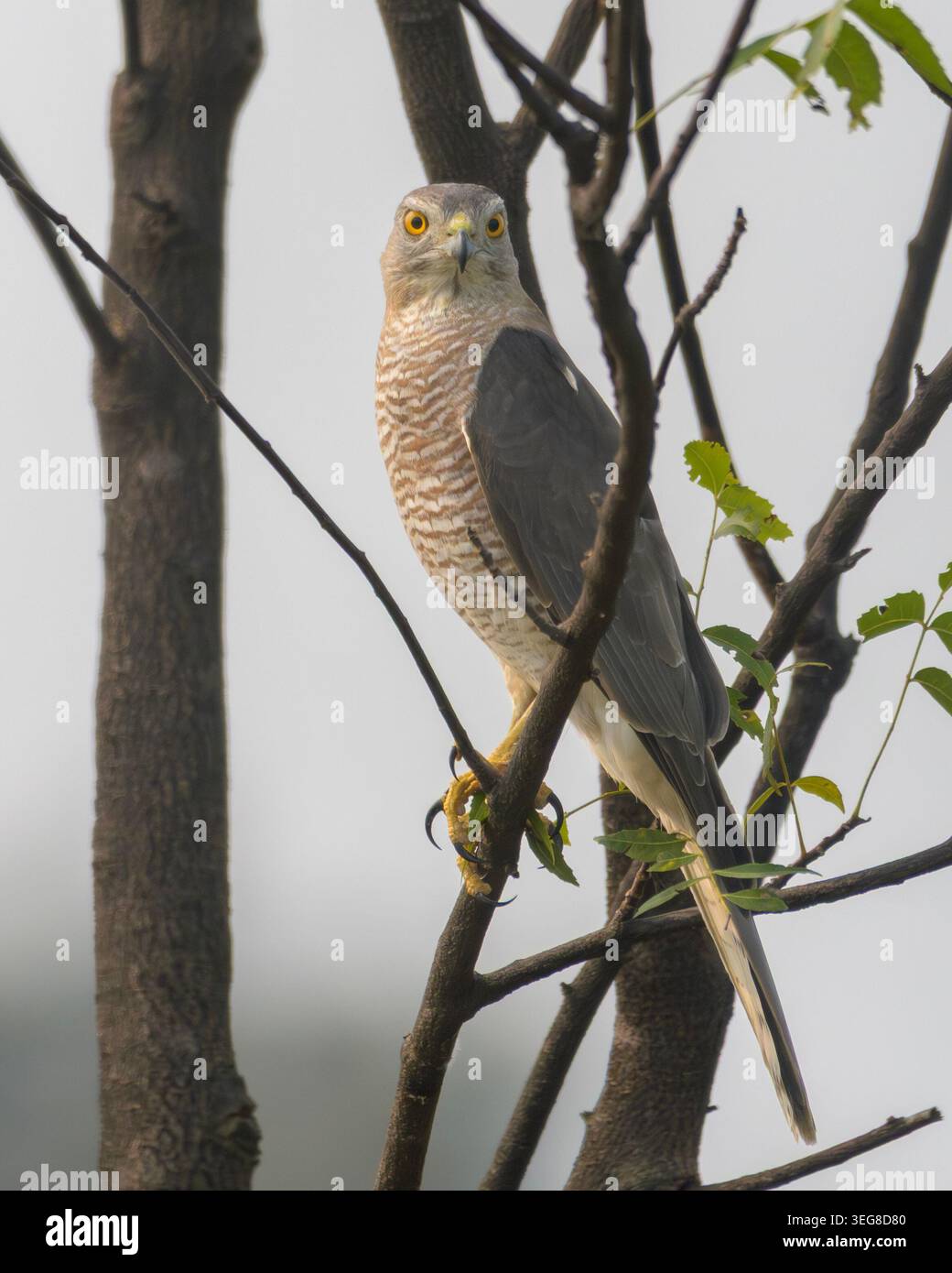 Shikra o Accipiter badius al Umred Karhandla Wildlife Sanctuary, Maharashtra. Foto Stock