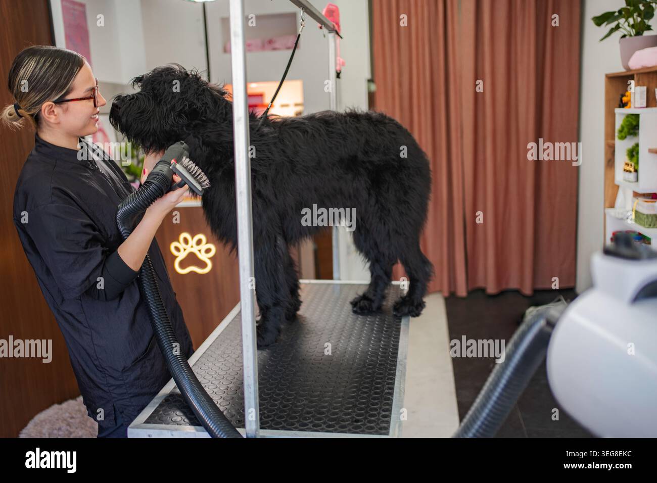 Tostapane professionale che asciuga la pelliccia di cane nero nel salone Foto Stock