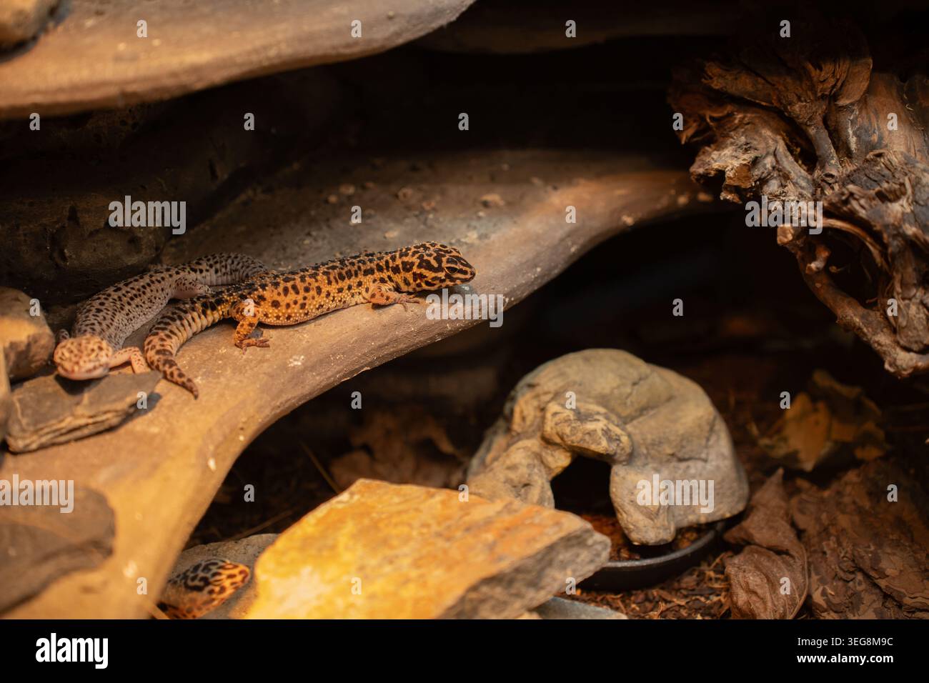 due gechi leopardi poggiati su ripiani di roccia piani a strati in un caldo terrario naturalistico, pelle macchiata color arancio-dorato evidenziata da una leggera luce color ambra Foto Stock