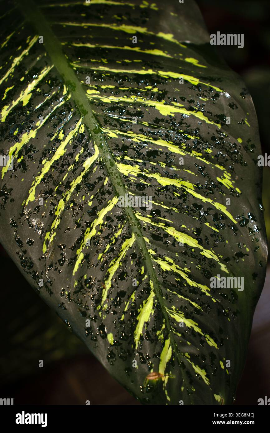 primo piano di una foglia tropicale variegata lucida con striature gialle al neon e gocce d'acqua verde scuro che brillano sulla superficie ruvida in un dra Foto Stock