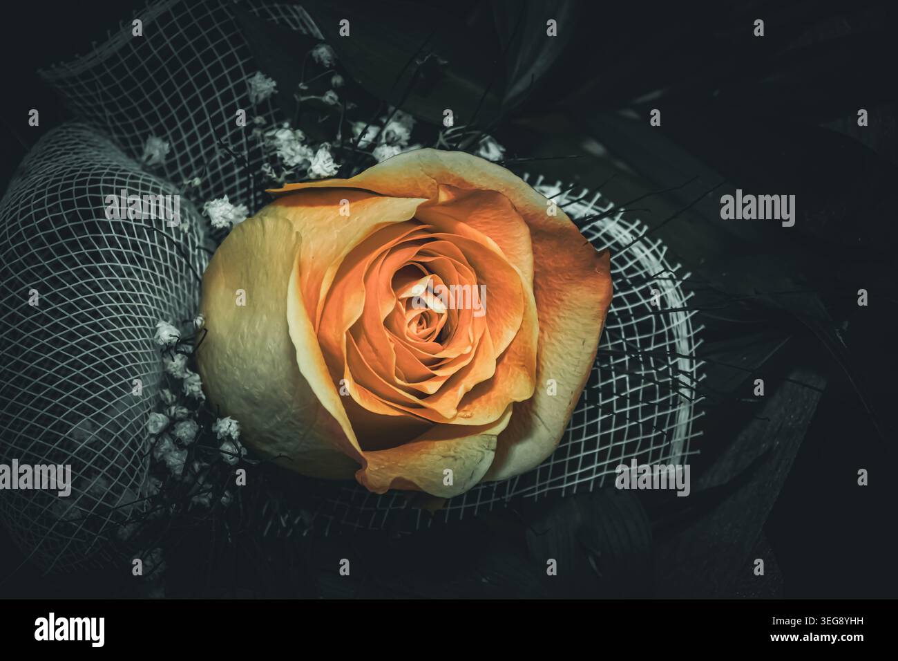 Primo piano artistico di una morbida rosa di pesca impreziosita da un bouquet floreale monocromatico scuro con un'atmosfera elegante e suggestiva. Foto Stock