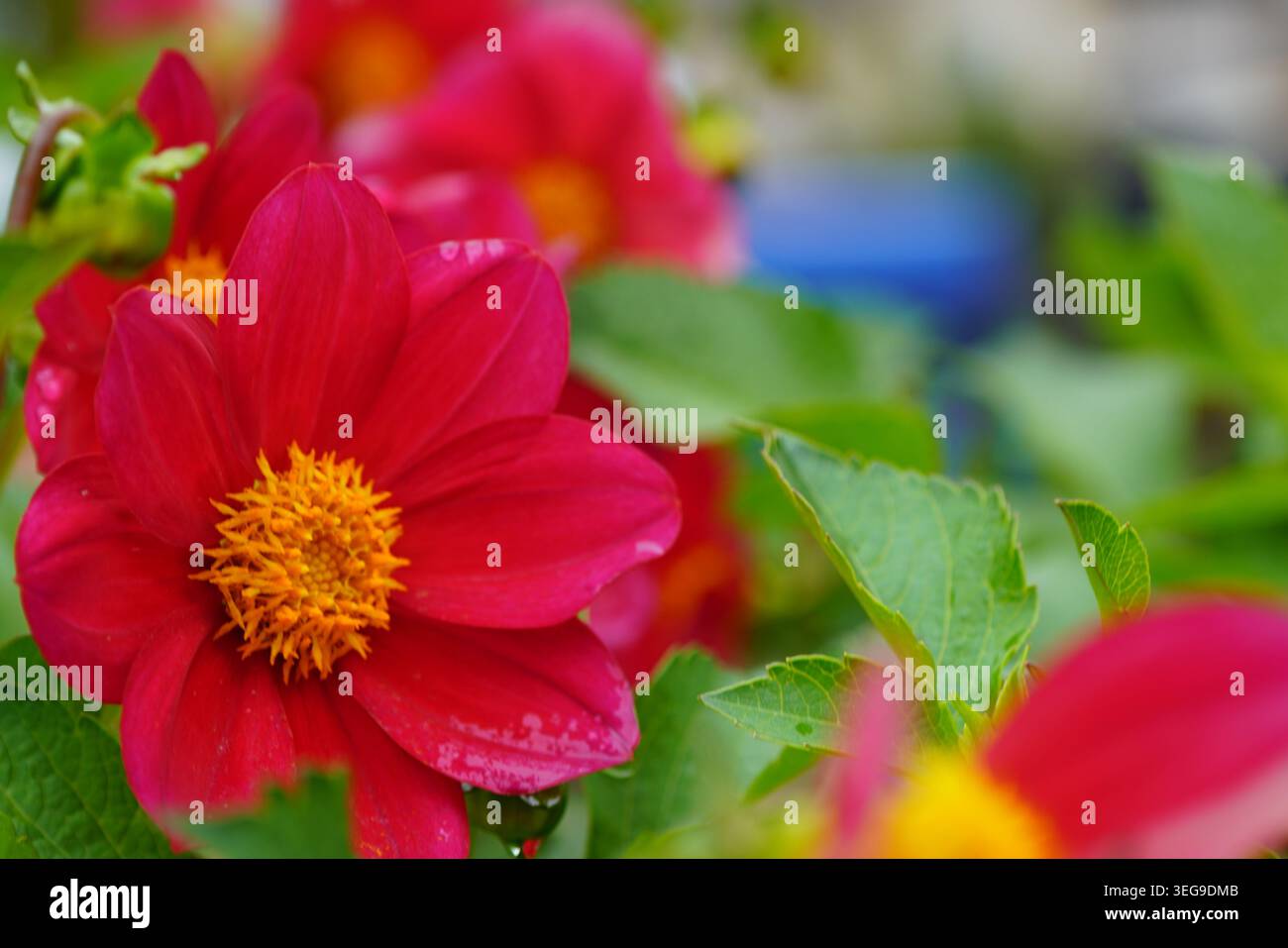 Dalia roja (Dahlia coccinea) con abundantes hojas verdes en un parque. Foto Stock