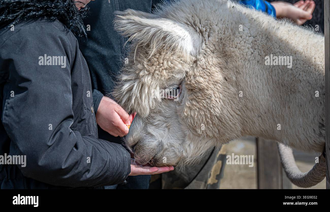 Primo piano di un bambino che dà da mangiare un alpaca dalla sua mano, mostrando un momento delicato di interazione con gli animali in una piccola fattoria nella campagna inglese. Foto Stock