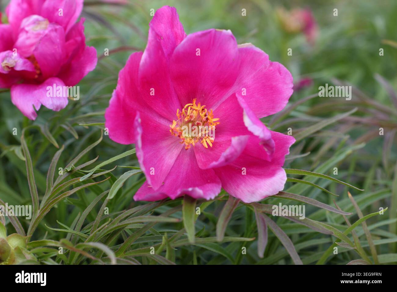 Peony. Peonia fernleaf Paeonia tenuifolia, pianta di peonia in fiore che porta fiori rosa brillanti in un bordo primaverile. REGNO UNITO. Maggio Foto Stock