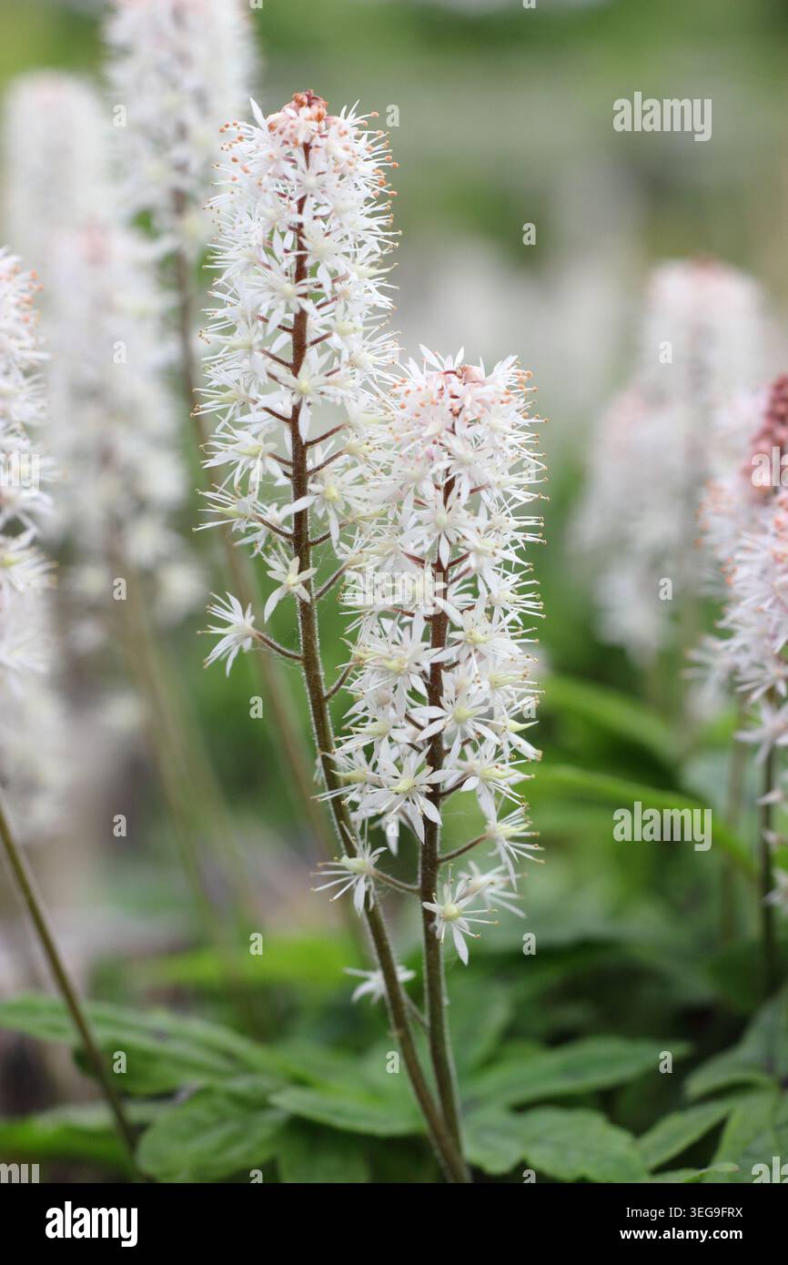 Fiore di schiuma Tiarella 'Spring Symphony', pianta erbacea perenne con punte di fiori rosa bianchi in un bordo del giardino primaverile. REGNO UNITO. Maggio Foto Stock