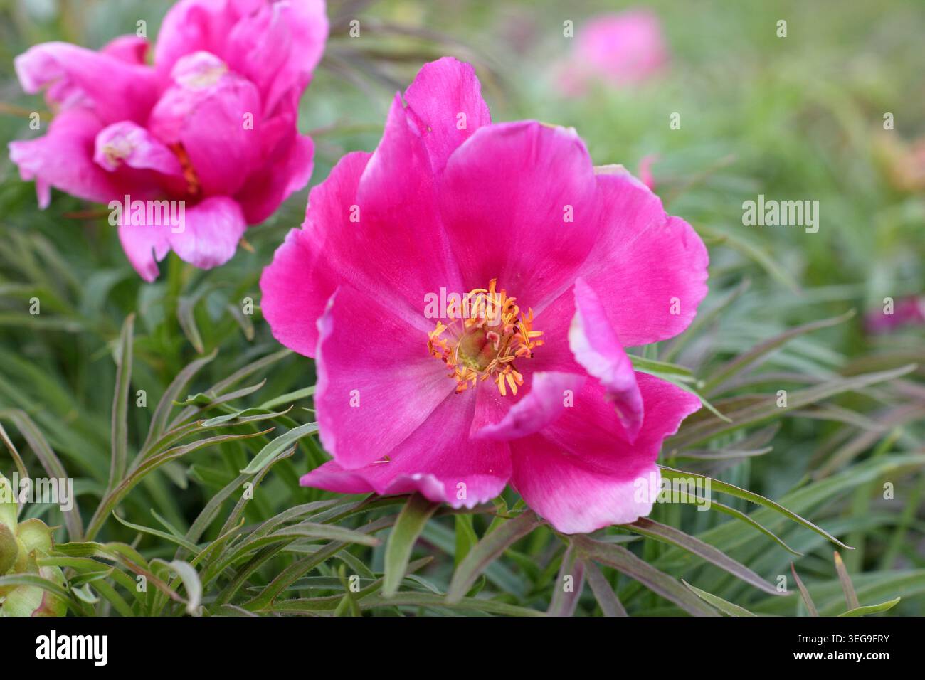 Peony. Peonia fernleaf Paeonia tenuifolia, pianta di peonia in fiore che porta fiori rosa brillanti in un bordo primaverile. REGNO UNITO. Maggio Foto Stock