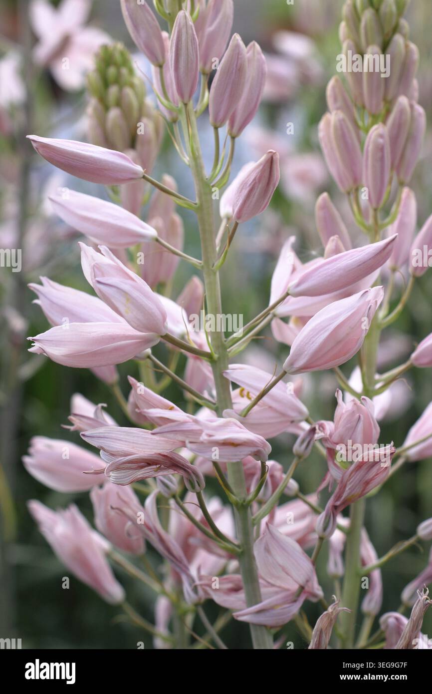 Camassia rosa star. Punte di fiori rosa della perenne Camassia leichtlinii "Stella Rosa" in primavera. REGNO UNITO Foto Stock