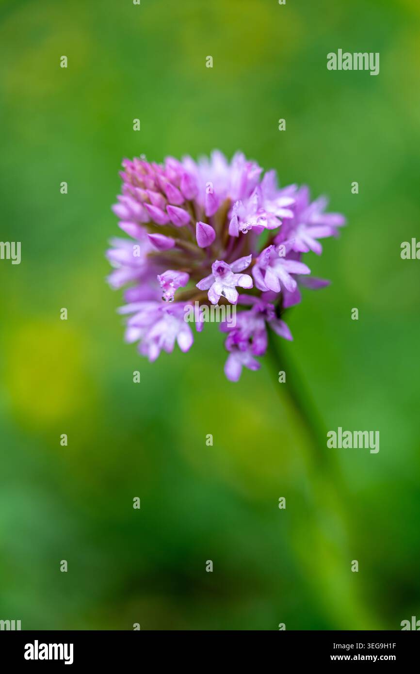 Primo piano estremo di fiori aperti di un'orchidea piramidale (Anacamptis pyramidalis), che mostra il labbro a tre lobi e i singoli dettagli floreti con una finissima W Foto Stock
