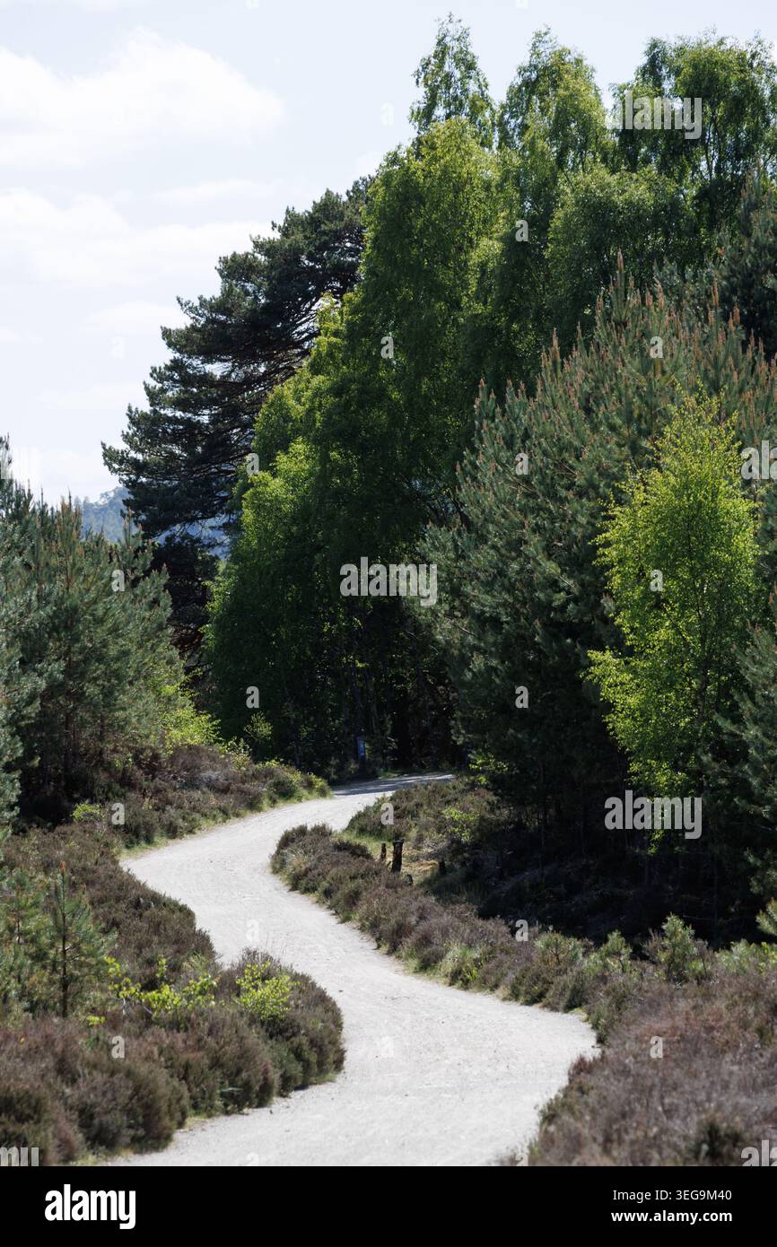 Pista ciclabile che si snoda tra boschi e pianeggianti campagne Foto Stock