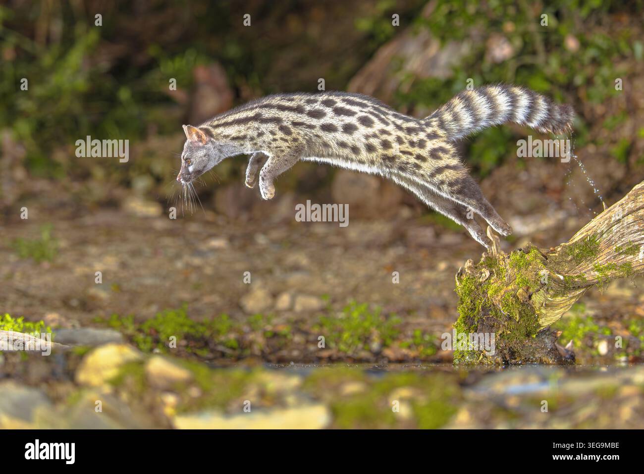 Genet comune (Genetta genetta) sul ramo nel buio della notte. Gatto selvatico a caccia di preda nella foresta spagnola. Fauna selvatica scena della natura in Europa. Foto Stock
