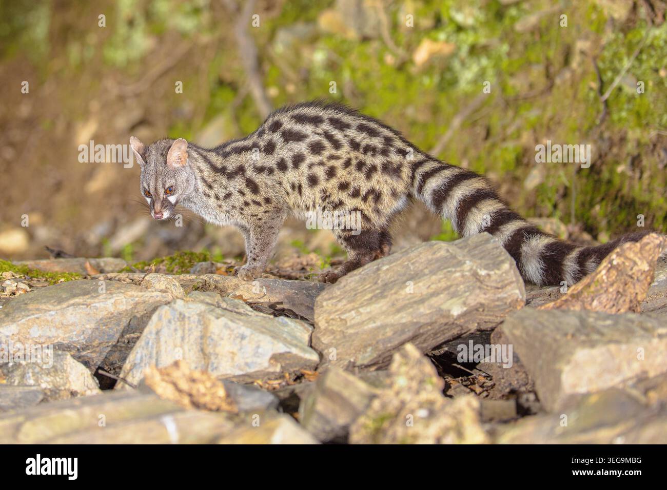 Genet comune (Genetta genetta) sul ramo nel buio della notte. Gatto selvatico a caccia di preda nella foresta spagnola. Fauna selvatica scena della natura in Europa. Foto Stock