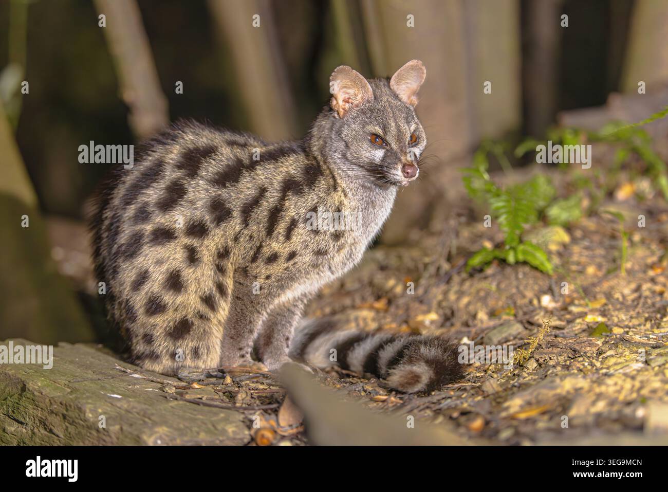 Genet comune (Genetta genetta) nel buio della notte. Gatto selvatico a caccia di prede nella foresta spagnola. La fauna selvatica della natura in Europa. Foto Stock