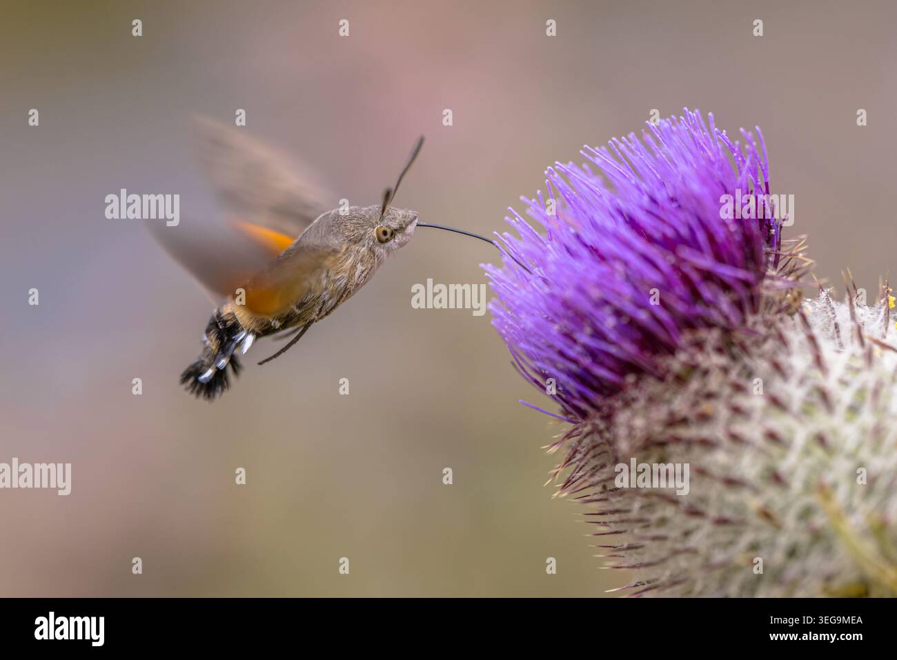 Un falco di colibrì (Macroglossum stellatarum) si libra in volo su un vivace cardo viola nelle Cévennes, in Francia. La proboscide estesa raggiunge towa Foto Stock