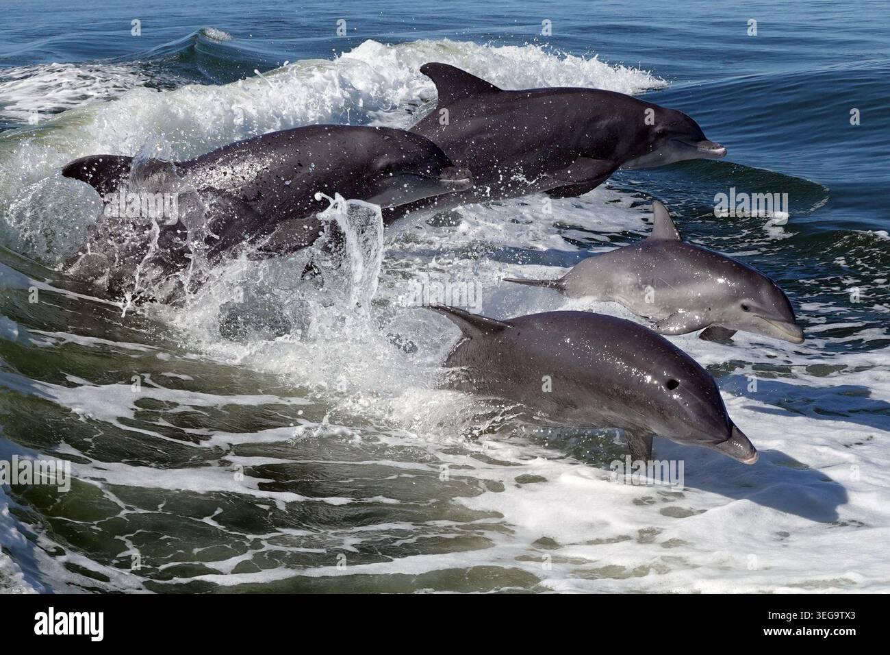 Una famiglia di delfini salta in un'onda. creato da una barca. Foto Stock