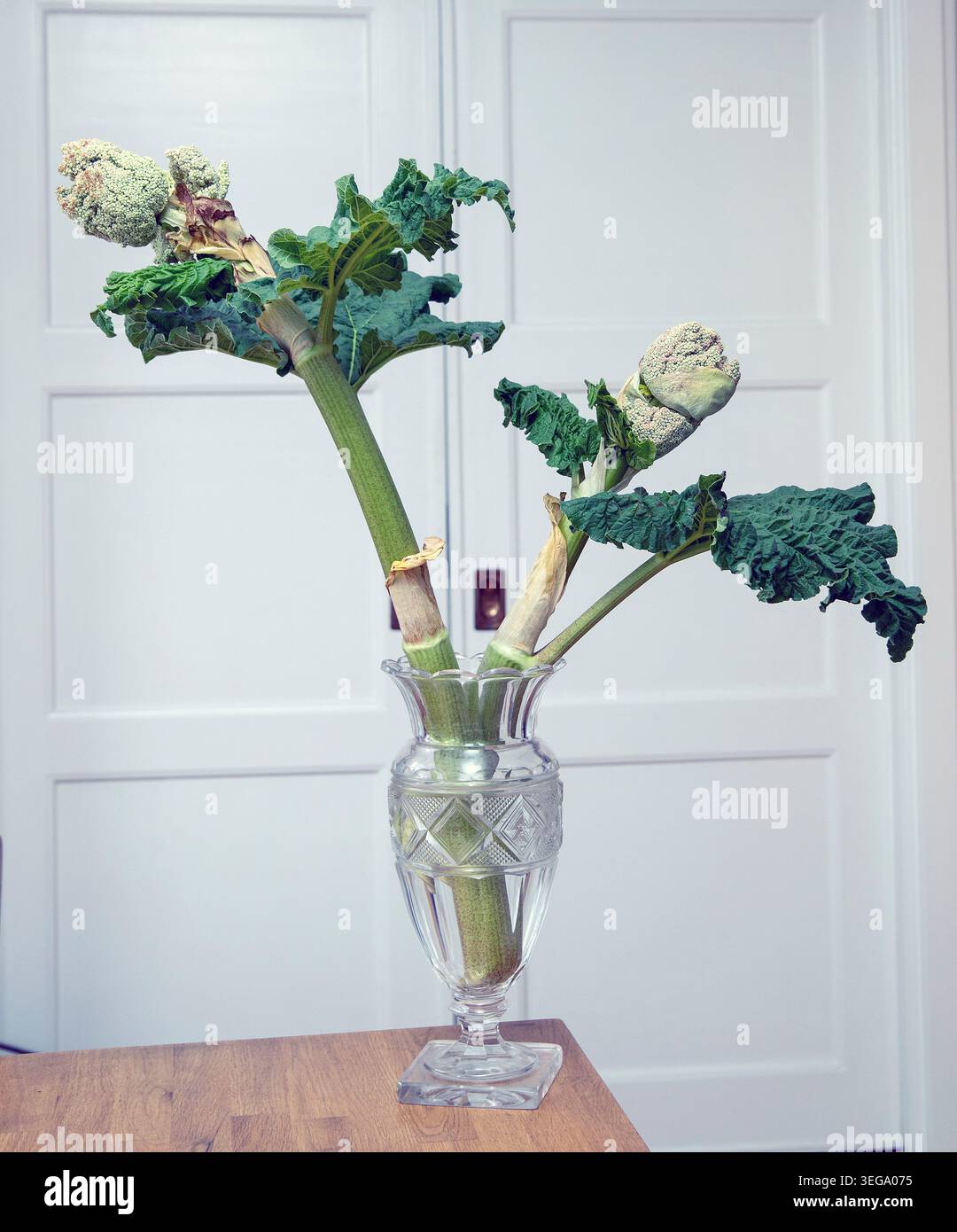gambi di rabarbaro con foglie e boccioli di fiori in un vaso di vetro Foto Stock