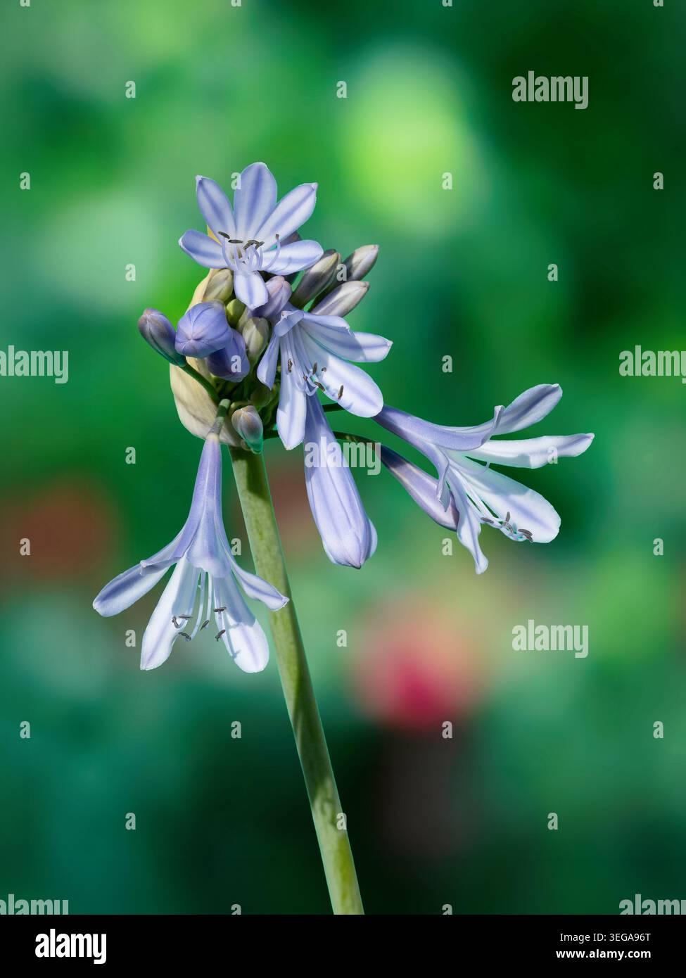 Agapanthus Blossoms si apre sullo sfondo bokeh del Green Garden Foto Stock