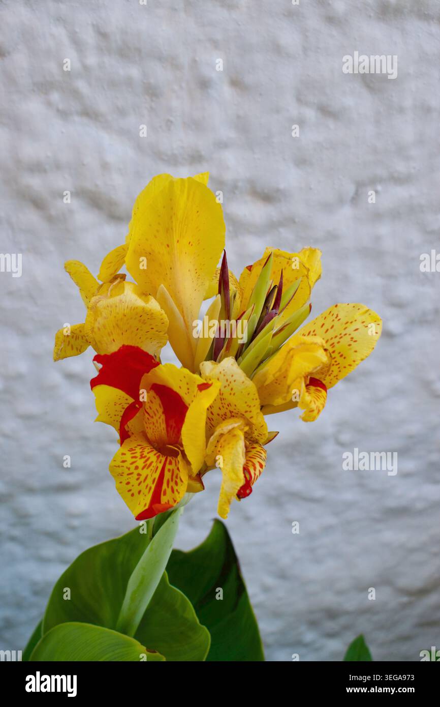 Giglio di canna giallo con strisce rosse e punti Foto Stock