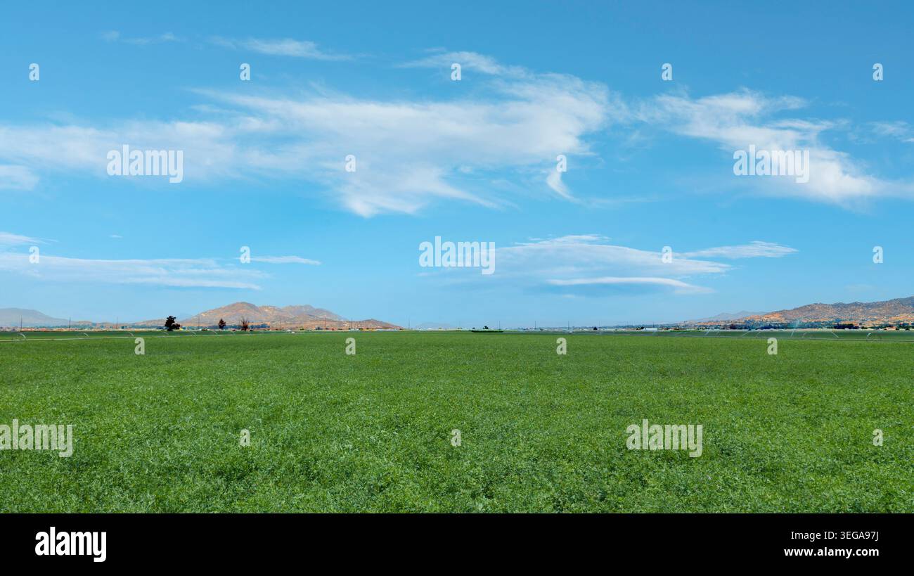Vista ad ampio angolo della Fattoria Verde Alfalfa con paesaggio montano Foto Stock