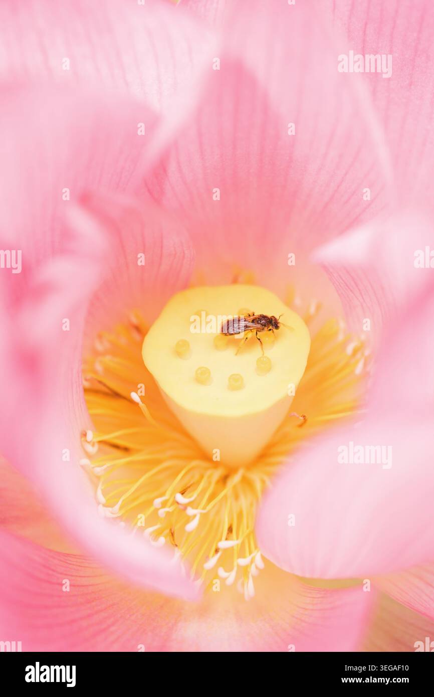 Primo piano di Bee on Pink Lotus Flower Foto Stock