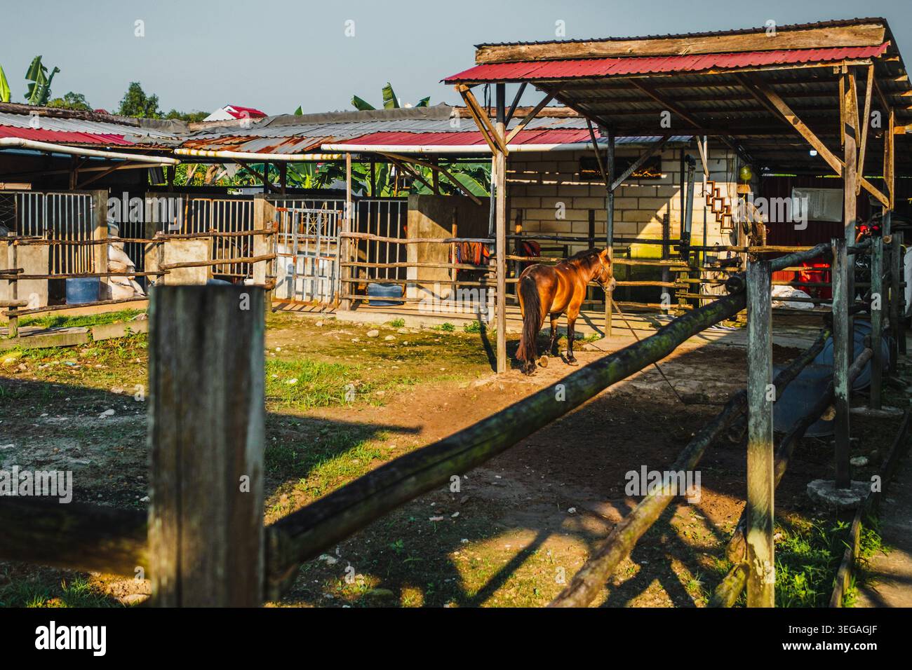 Un rustico ranch di cavalli durante la mattina presto. Un cavallo marrone si trova legato vicino a un'area riparata con tetto in metallo ondulato. Foto Stock