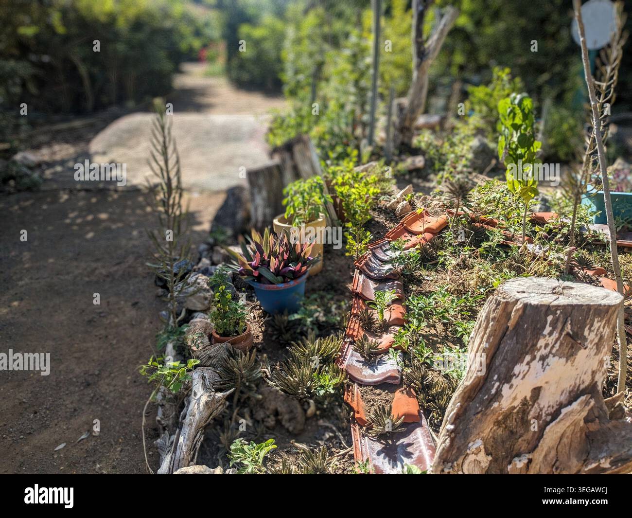 un giardino di erbe con vasi e piante colorate Foto Stock