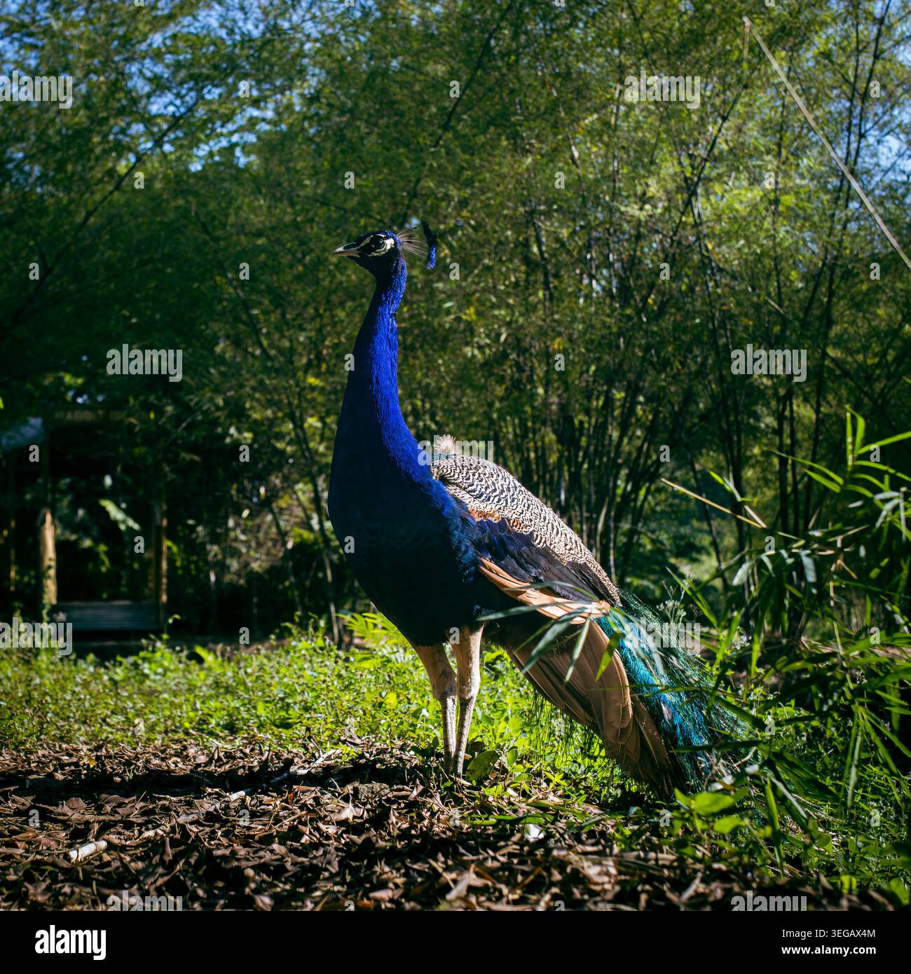 Pavone maschile in piedi a pieno profilo con piumaggio blu brillante e piume di coda turchese contro il giardino tropicale di bambù a Bohol, Filippine Foto Stock
